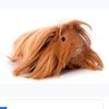 guineapiggycharlie