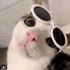 meoochinh