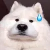 apocoloc