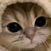 baoan21_10