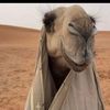 nawaflion