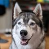 huskynamedluna
