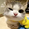 tquyenn_tambiet
