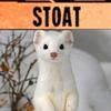 _stoat_