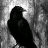 corvus.draconis