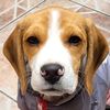 bela_beagle_afta