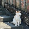 ninineko🐾