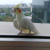sameer89483