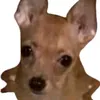 toilannalmao