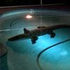 pool_gator