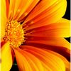 fathaz87