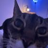 divacat2000