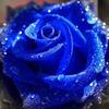 bluerose5445