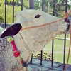 islamabadcowmandi.pk