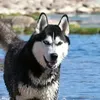 erhahahahusky