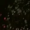 dreamoli1