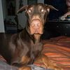 doberman_moose