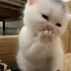 hi_hi_88_