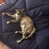 cassysanuk