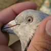 mm_pigeon_club