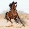 hoquocthanh90
