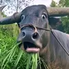 1ledangkhoi