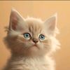 shimaaelsayed724