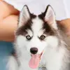 picklethepomsky