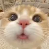 mhieuu291
