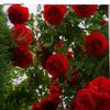 chohan135jamia
