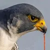 mastafa56