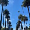 alibrahim_487