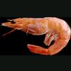 shrimp175