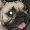 bperrito10
