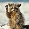 saltytrashpanda
