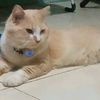 meimeimommycat