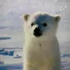 pollroar