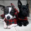 koko & Kira