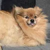 harrythepompom