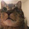 misses_meow