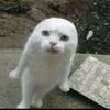 _anirab_