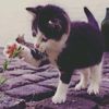 miaw_ww1