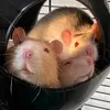 ratbanter42069