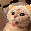 kiwi_is_dead_y
