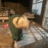 fat_piss