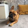 pippathefrenchbulldog