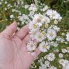 nurulhimax