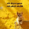 sardarhamadamin