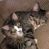 kittenmywaythulife