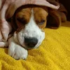 svetlana.dino